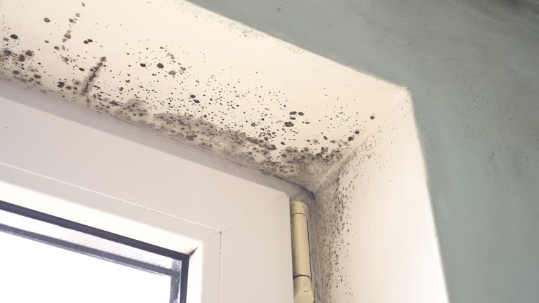 Why You Should Choose Our Mold Remediation Services in Camarillo, CA